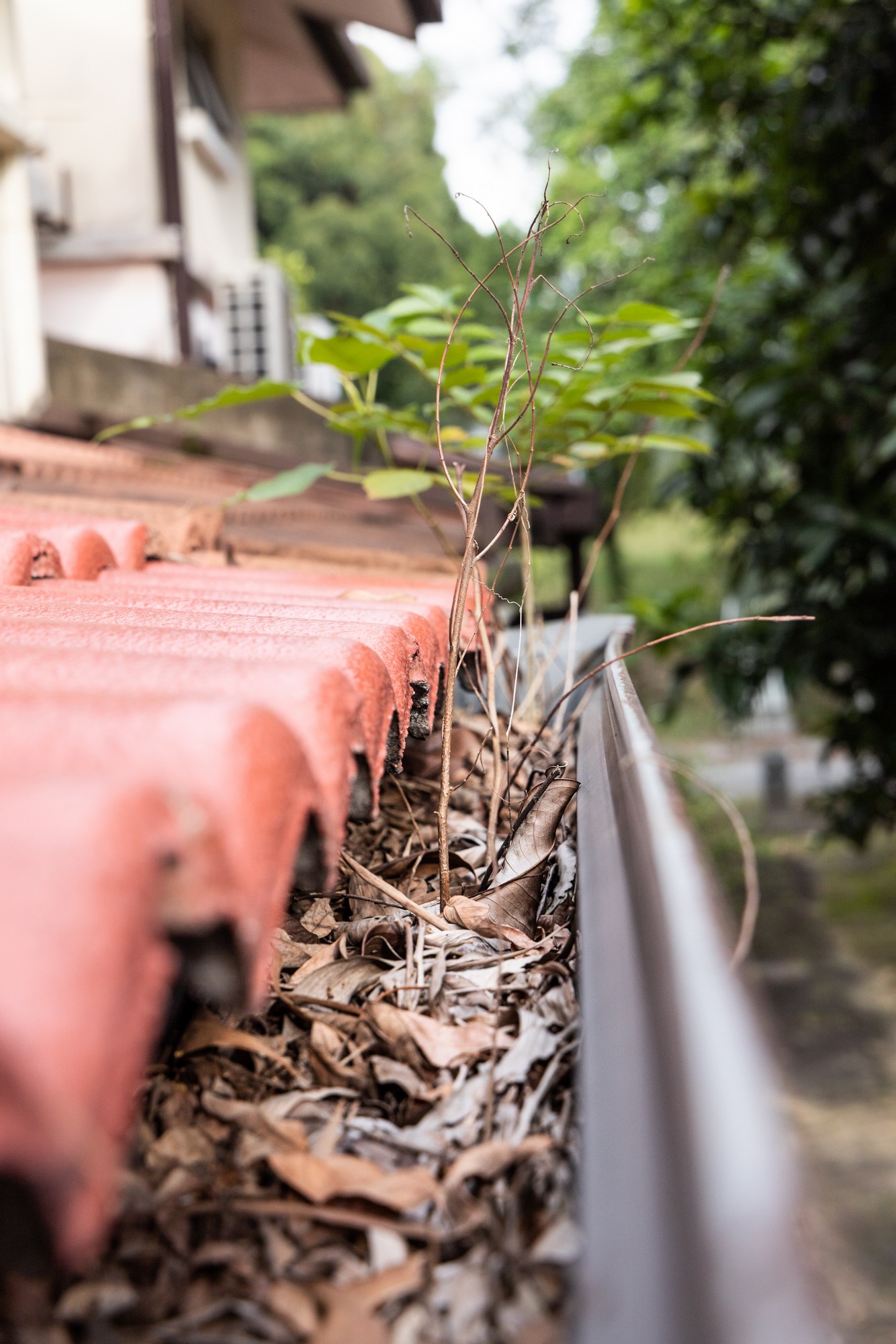 Close Up Of Clogged Roof Rain Gutter Full Of Dry L 2021 09 04 07 17 01 Utc