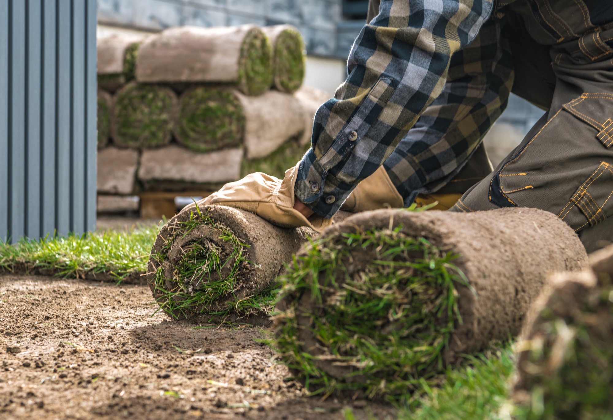 Landscaping Worker Rolling Over Natural Grass Turf 2022 12 16 11 48 07 Utc