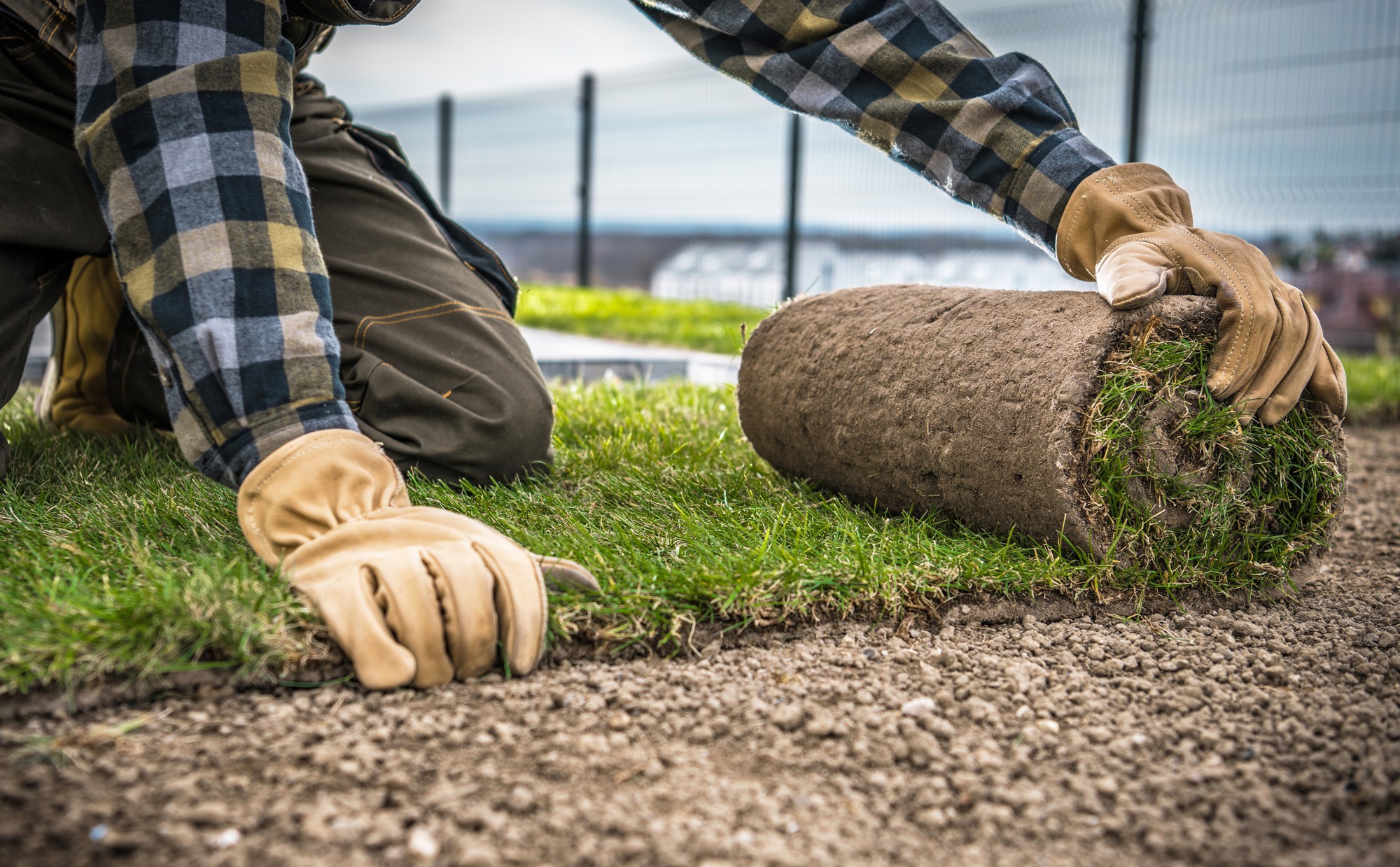 Landscaping Worker Installing Natural Grass Turfs 2022 12 16 11 47 11 Utc